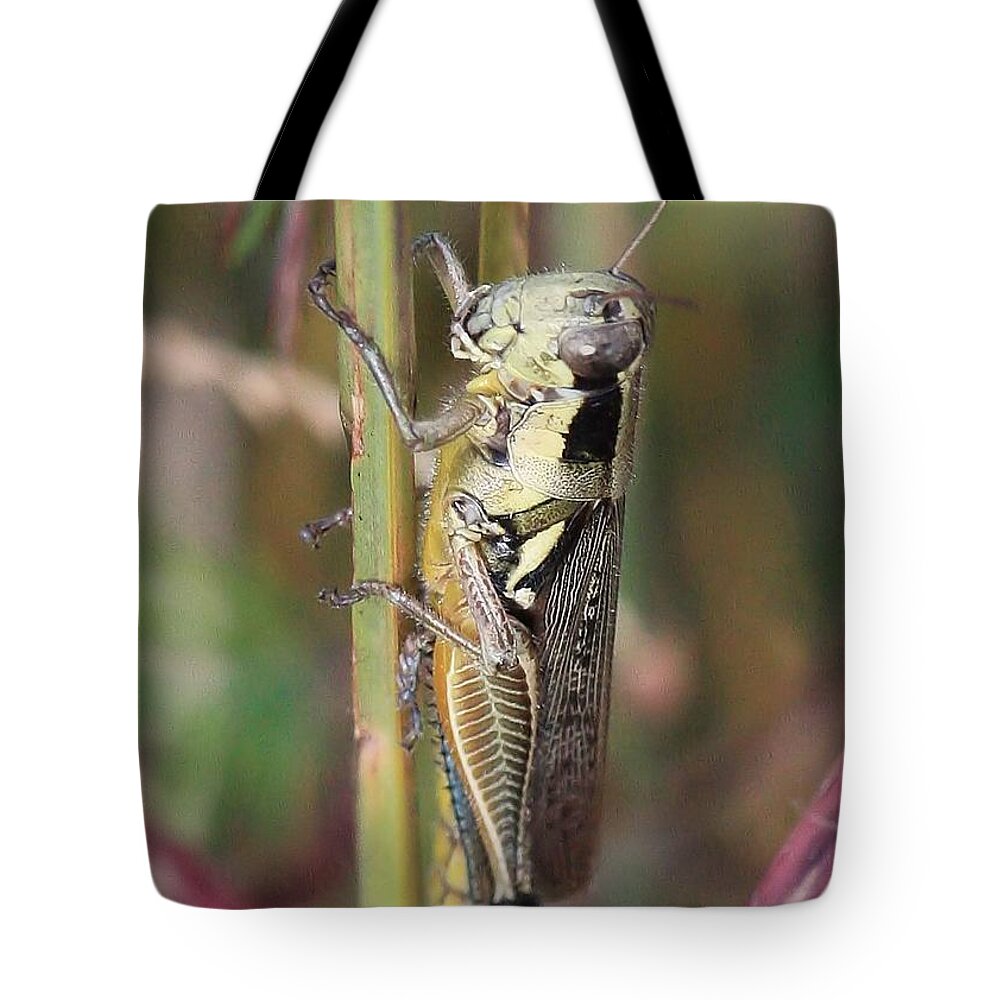 Grasshoppers Tote Bag featuring the photograph Grasshopper by Carol Groenen