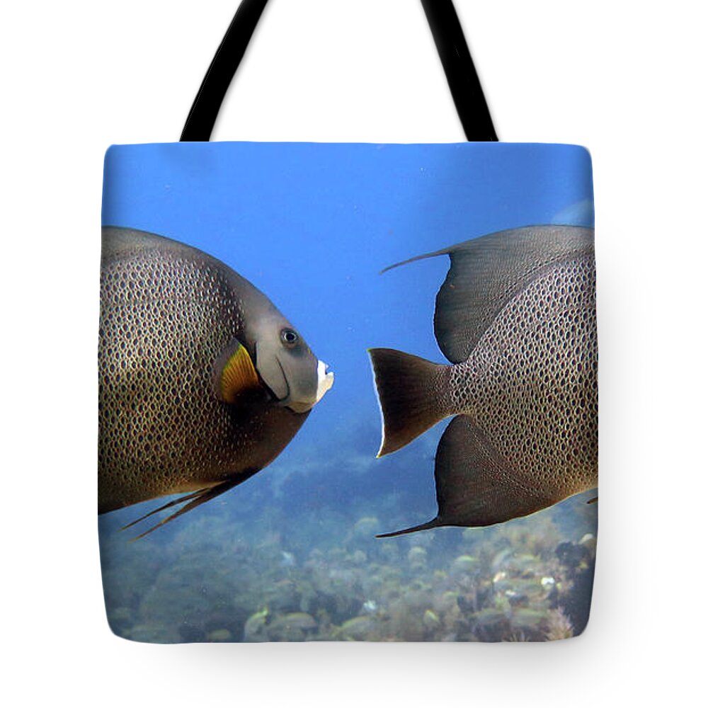 Underwater Tote Bag featuring the photograph Gray Angelfish Pair by Daryl Duda