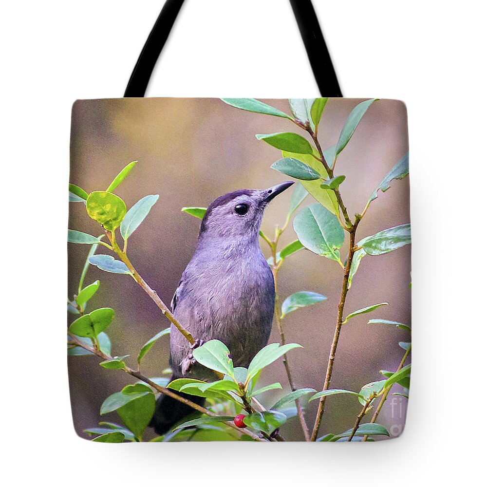 Nature Tote Bag featuring the photograph Gray Catbird Posing by DB Hayes