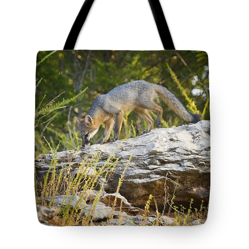 Gray Fox Tote Bag featuring the photograph Gray Fox Hunting the Bluff by Michael Dougherty