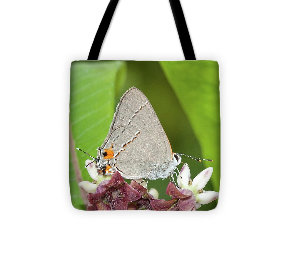 Butterfly Tote Bag featuring the photograph Gray Hairstreak Butterfly On Milkweed by Lara Ellis