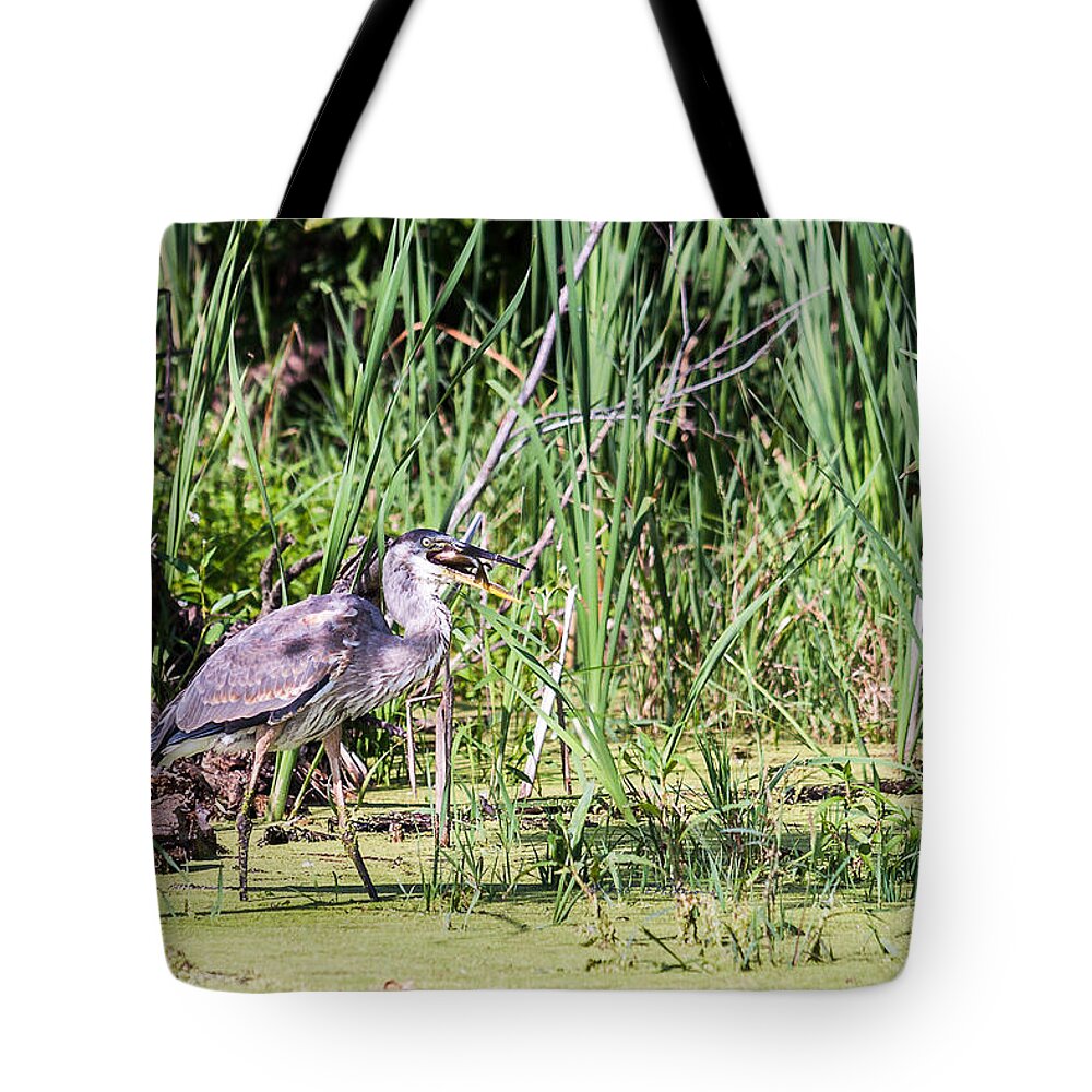 Great Blue Heron Tote Bag featuring the photograph Great Blue Heron and Blue Gill by Ed Peterson