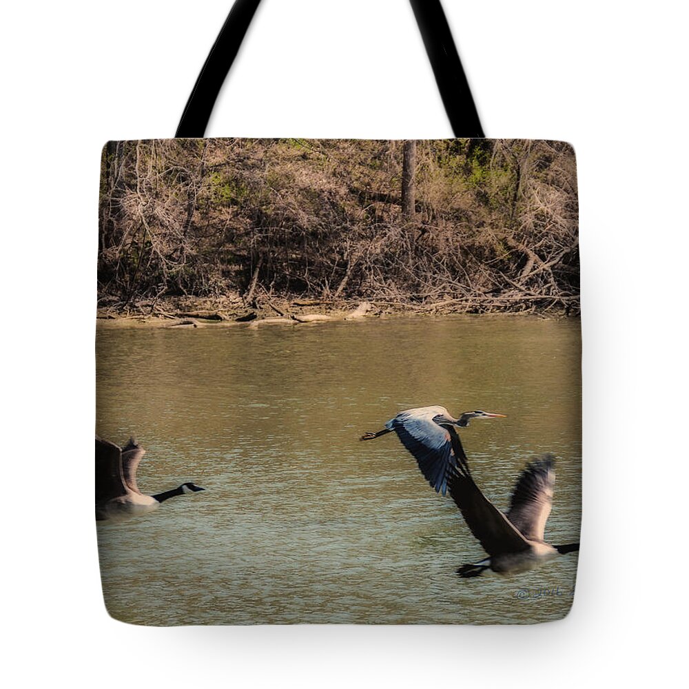 Great Blue Heron Tote Bag featuring the photograph Great Blue Heron And Canada Geese In Flight by Ed Peterson