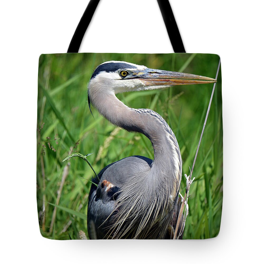 Denise Bruchman Tote Bag featuring the photograph Great Blue Heron Close-up by Denise Bruchman