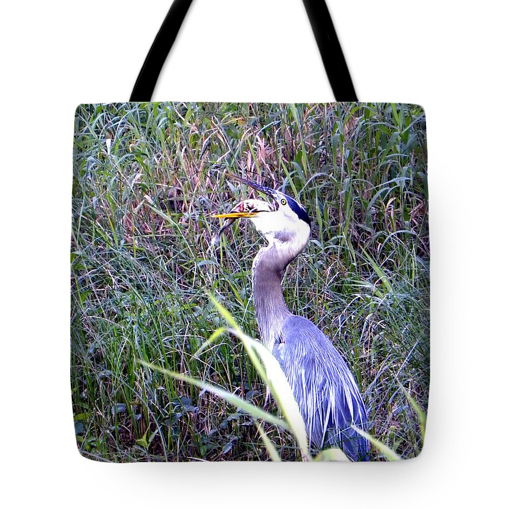 Nature Tote Bag featuring the photograph Great Blue Heron Eating a Fish by Christopher Mercer