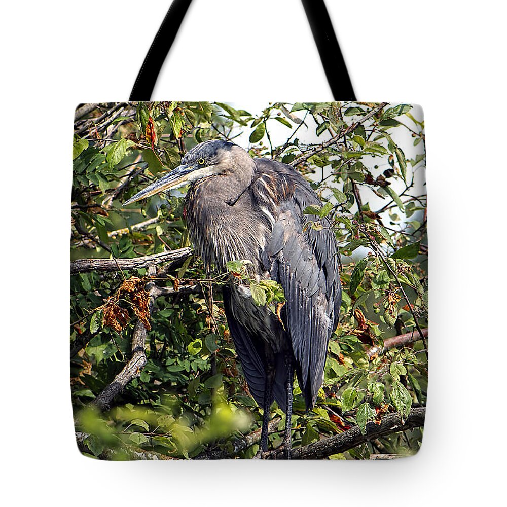 Great Blue Heron Tote Bag featuring the photograph Great Blue Heron in a Tree by Sharon Talson