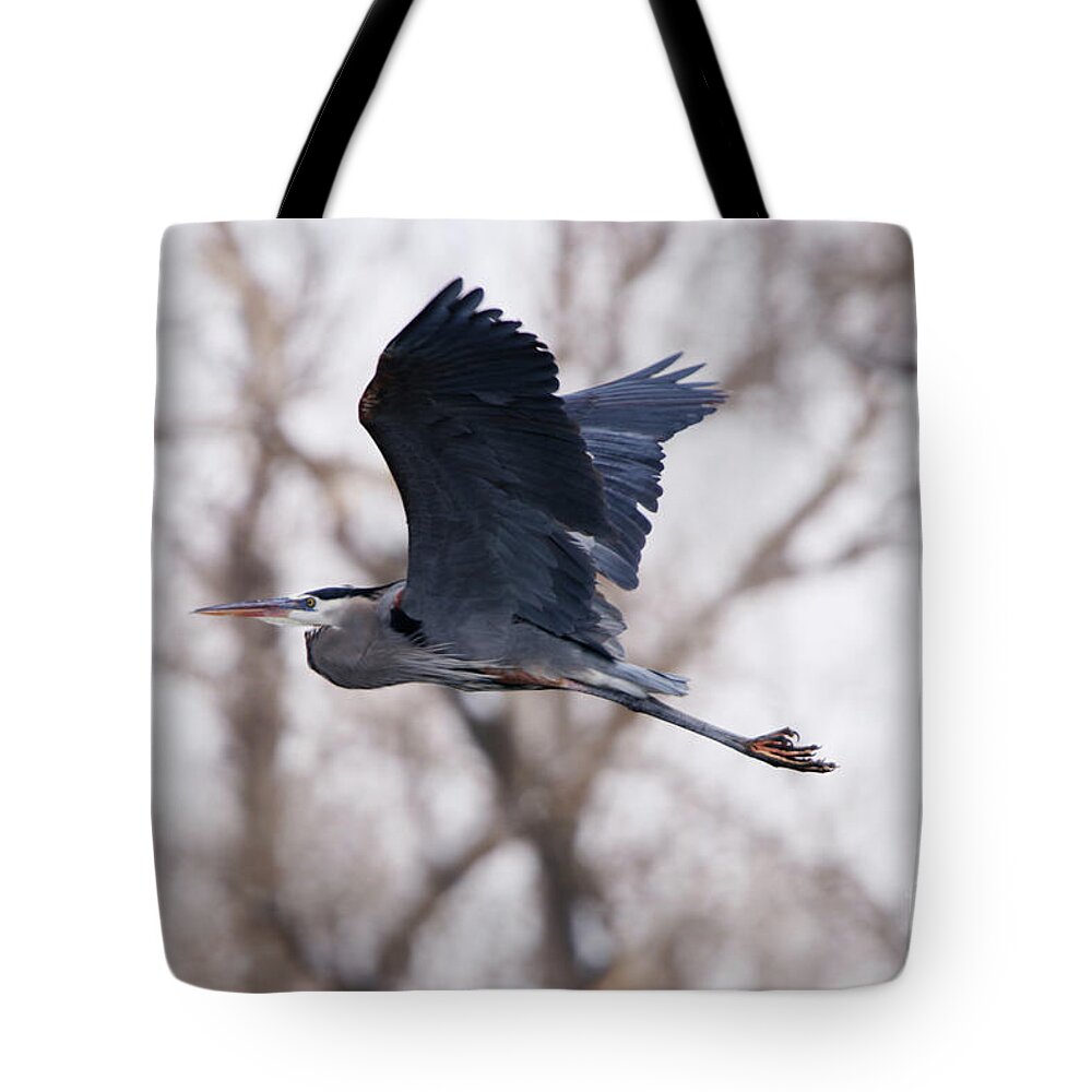 Great Blue Heron In Flight Tote Bag featuring the photograph Great Blue Heron in Flight by Alyce Taylor