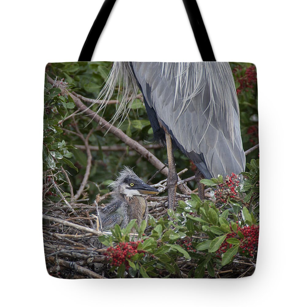 Great Tote Bag featuring the photograph Great Blue Heron Nestling by David Watkins