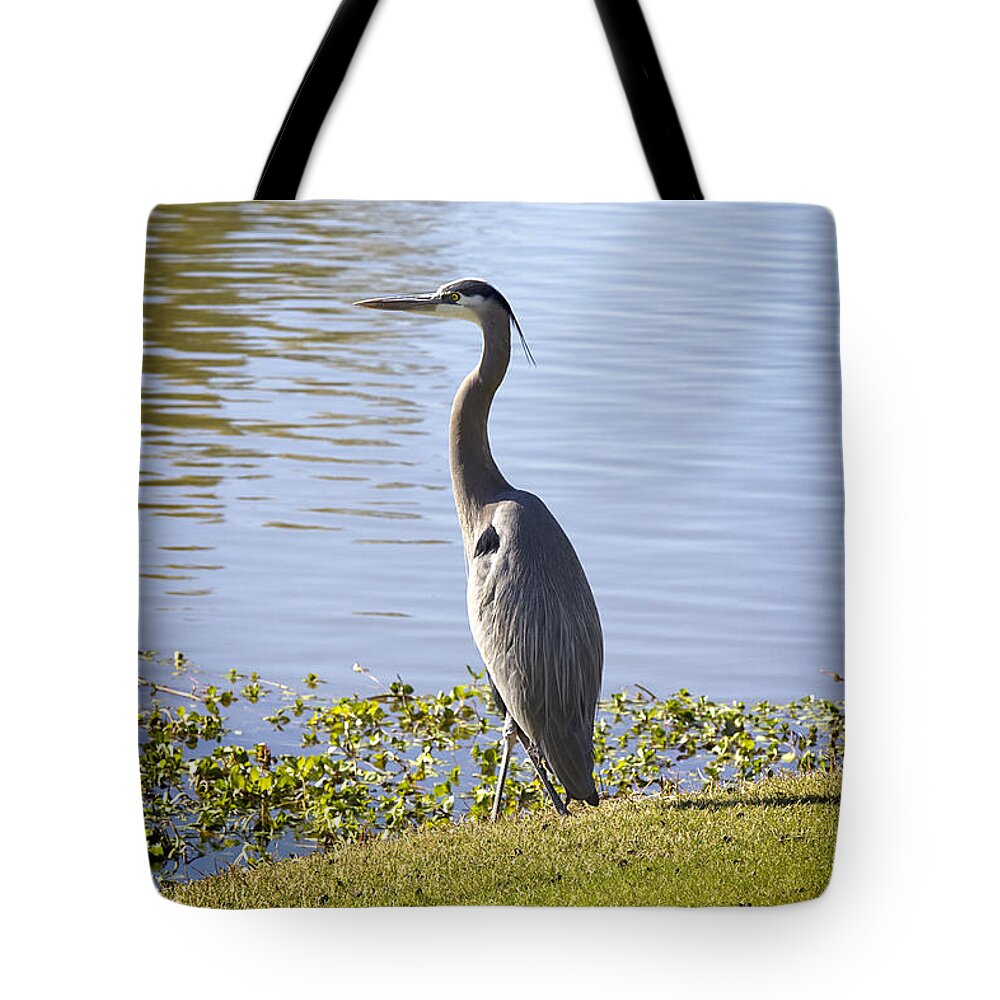 Heron Tote Bag featuring the photograph Great Blue Heron by Phyllis Denton