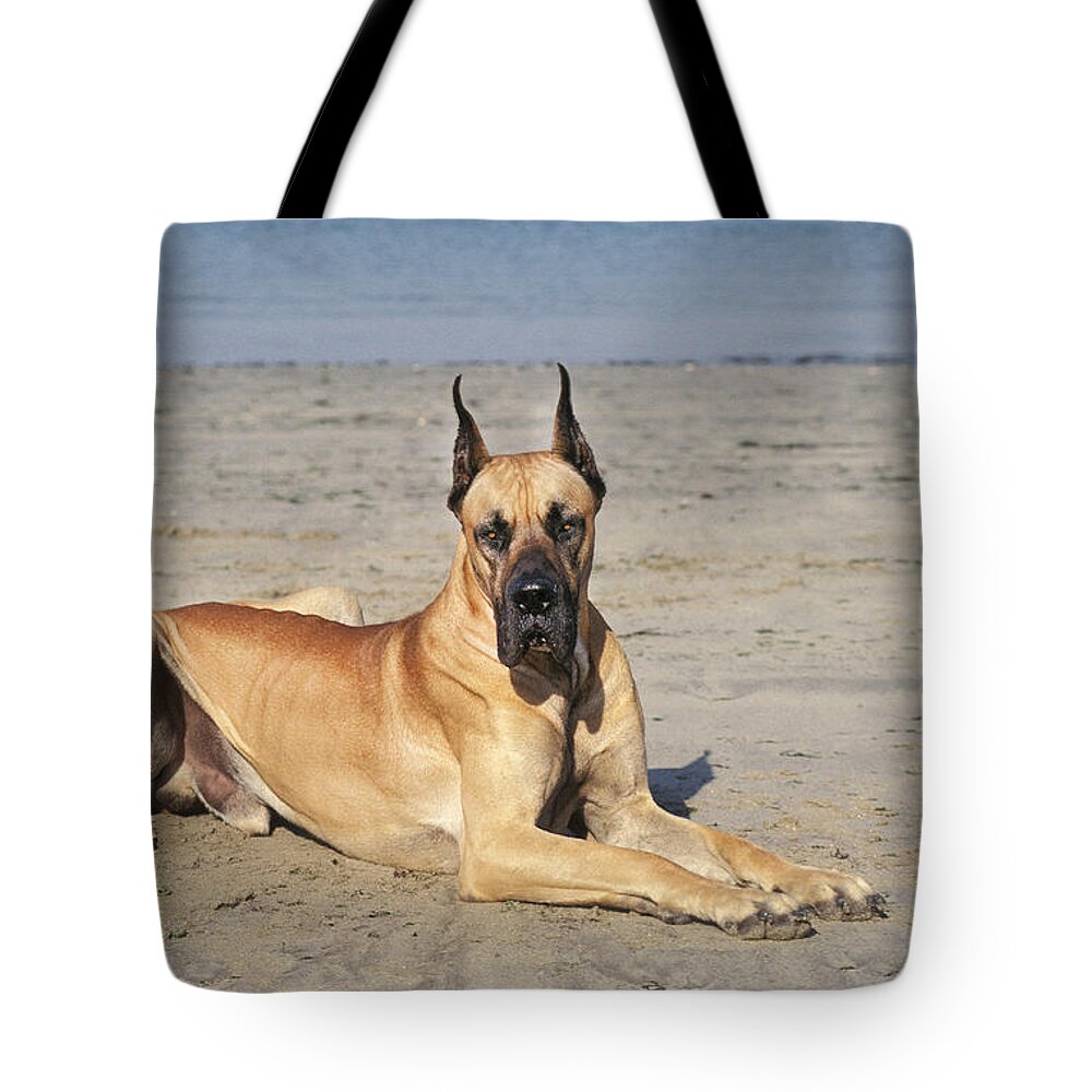 Adult Tote Bag featuring the photograph Great Dane On Beach by Gerard Lacz
