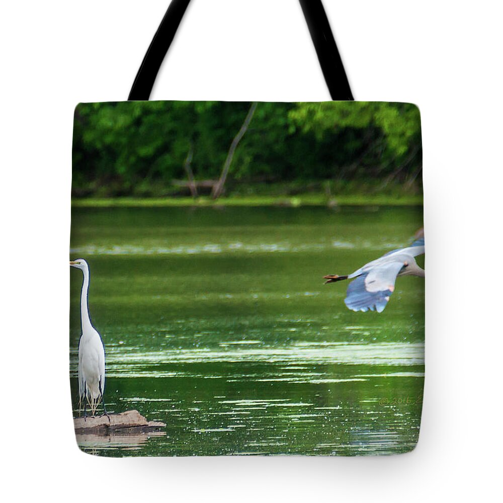 Great Blue Heron Tote Bag featuring the photograph Great Egret And Great Blue Heron by Ed Peterson