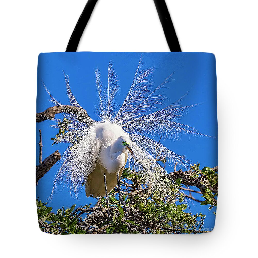 Egrets Tote Bag featuring the photograph Great Egret In Breeding Plumage by DB Hayes