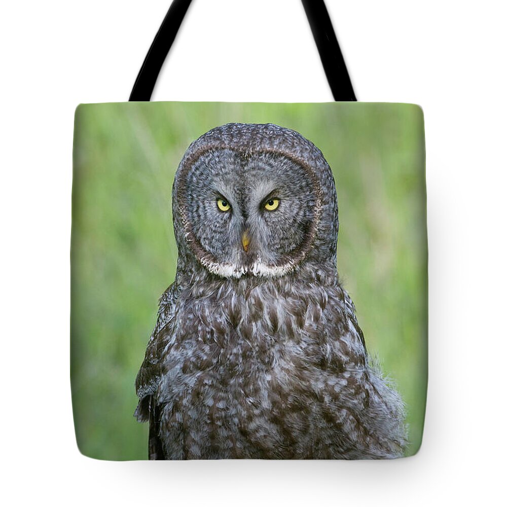 Wild Tote Bag featuring the photograph Great Gray Intensity by Mark Miller