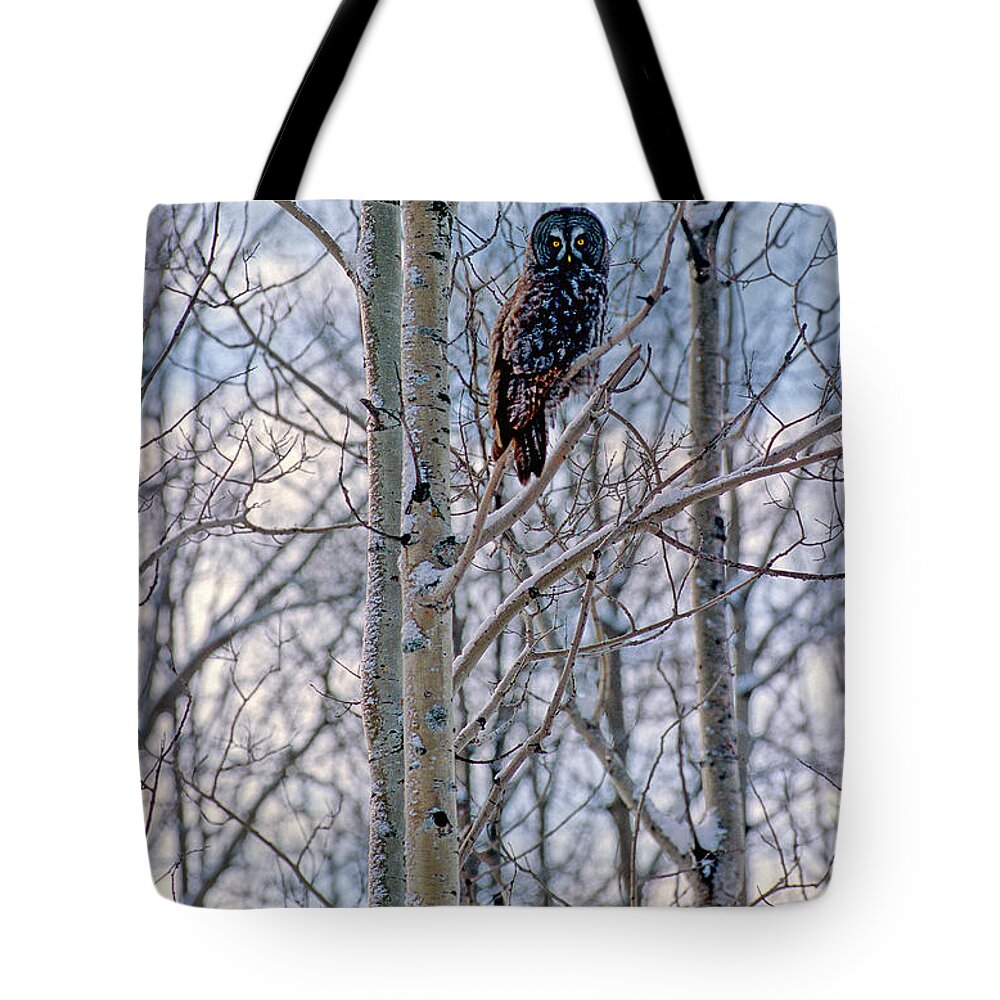 Canada Tote Bag featuring the photograph Great Grey Owl by Doug Gibbons