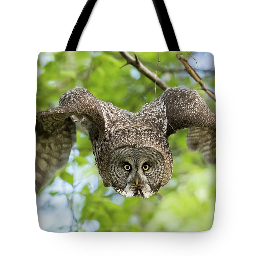 Sam Amato Photography Tote Bag featuring the photograph Great Grey Owl Flying by Sam Amato