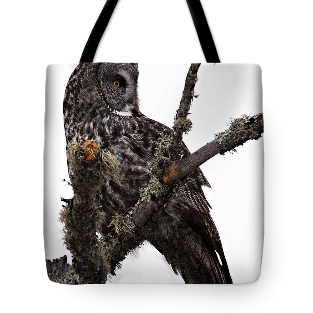 Photography Tote Bag featuring the photograph Great Grey Owl by Larry Ricker