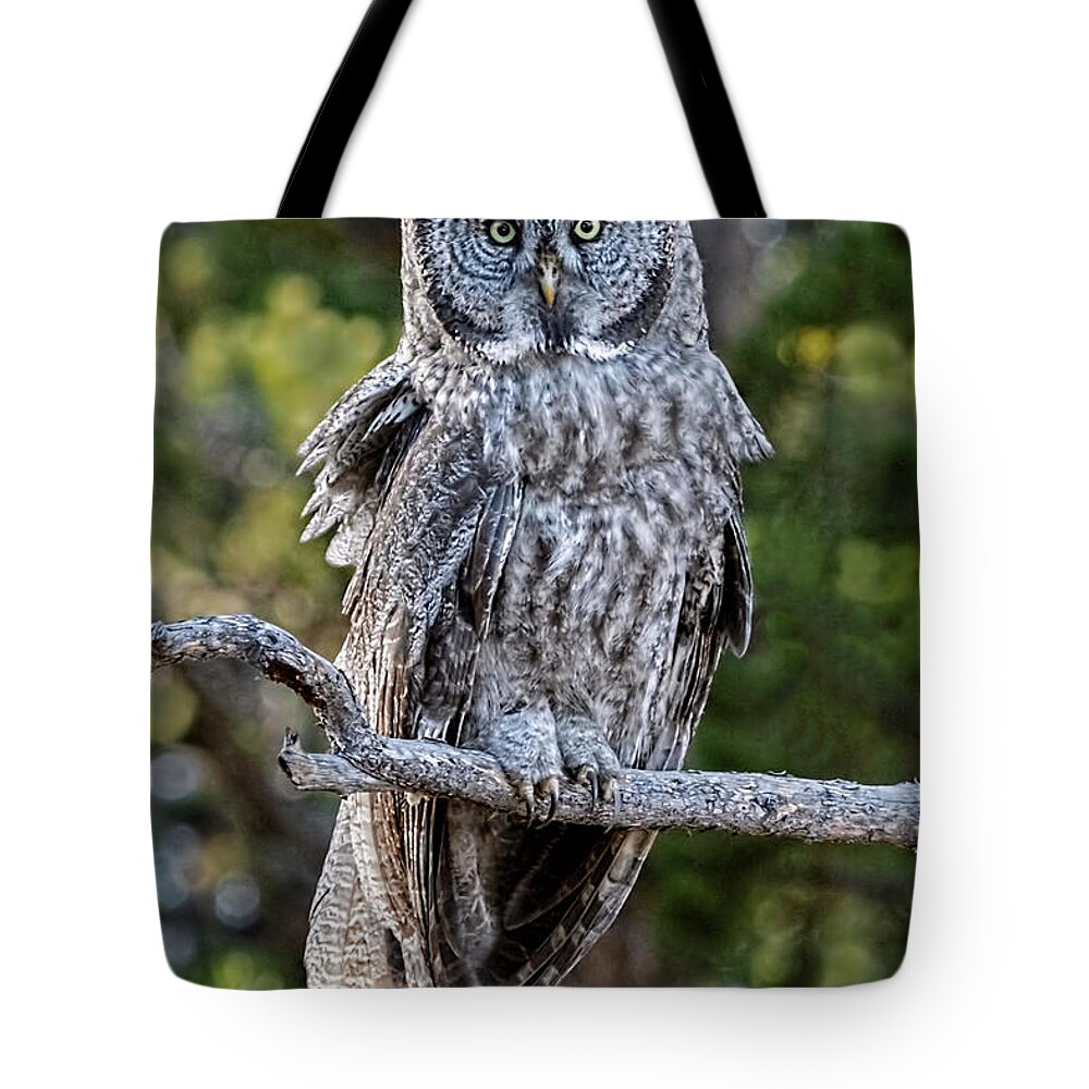 Great Grey Owl Yellowstone Tote Bag featuring the photograph Great Grey Owl Yellowstone by Wes and Dotty Weber