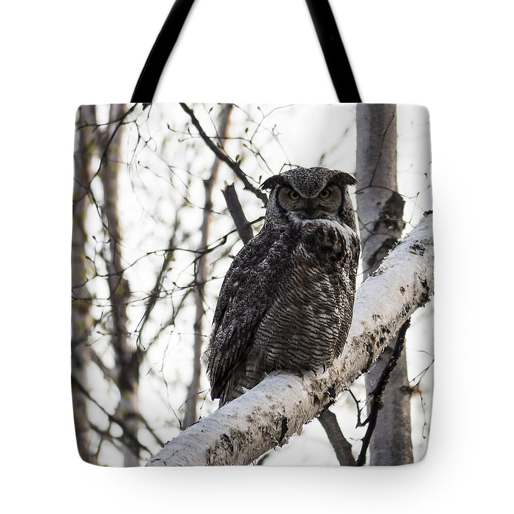Alaska Tote Bag featuring the photograph Great Horned Owl by Ian Johnson