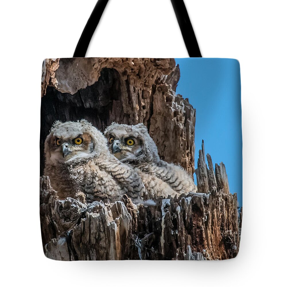Bubo Virginianus Tote Bag featuring the photograph Great Horned Owlets by Dawn Key