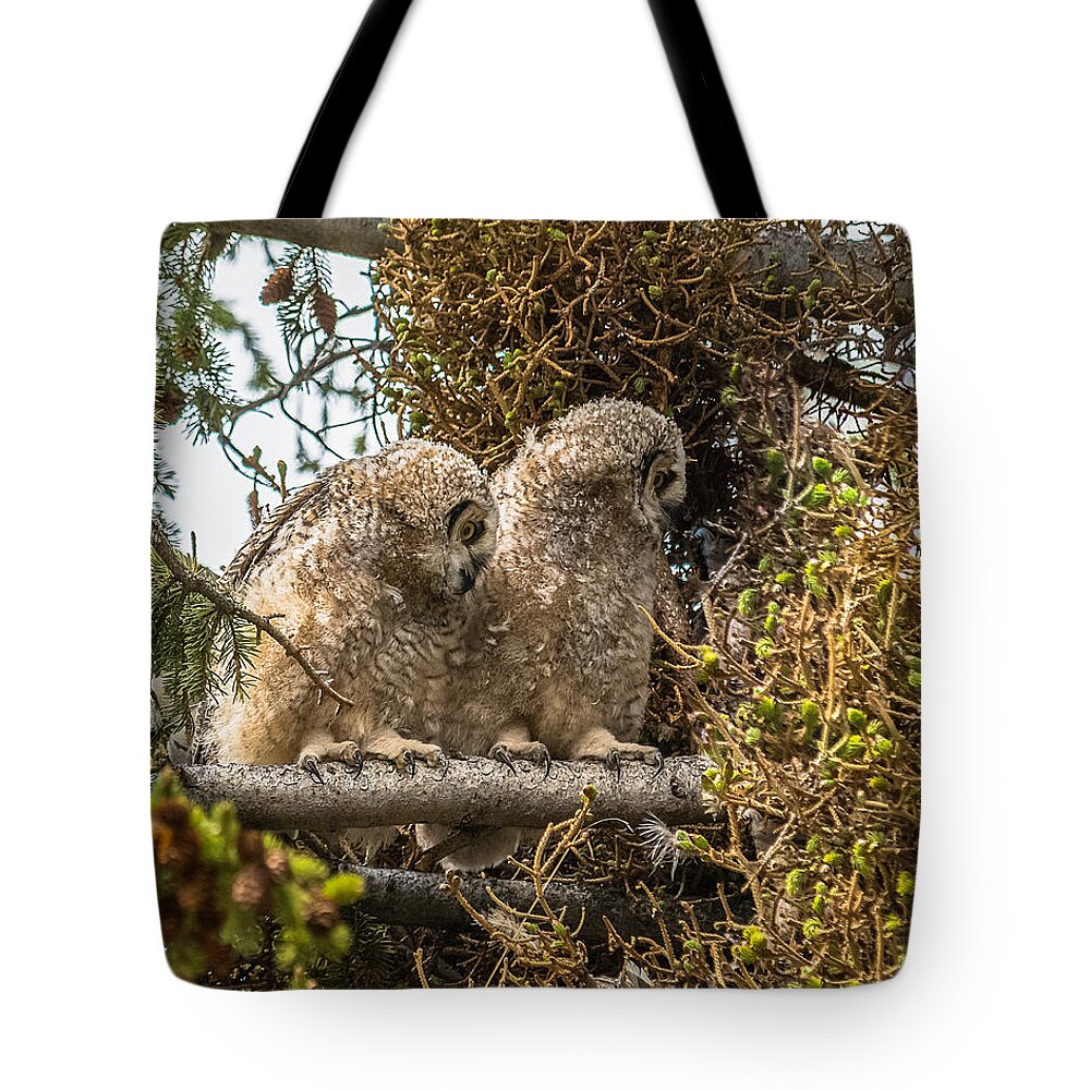 Yellowstone National Park Tote Bag featuring the photograph Great-Horned Owlets In Spring by Yeates Photography