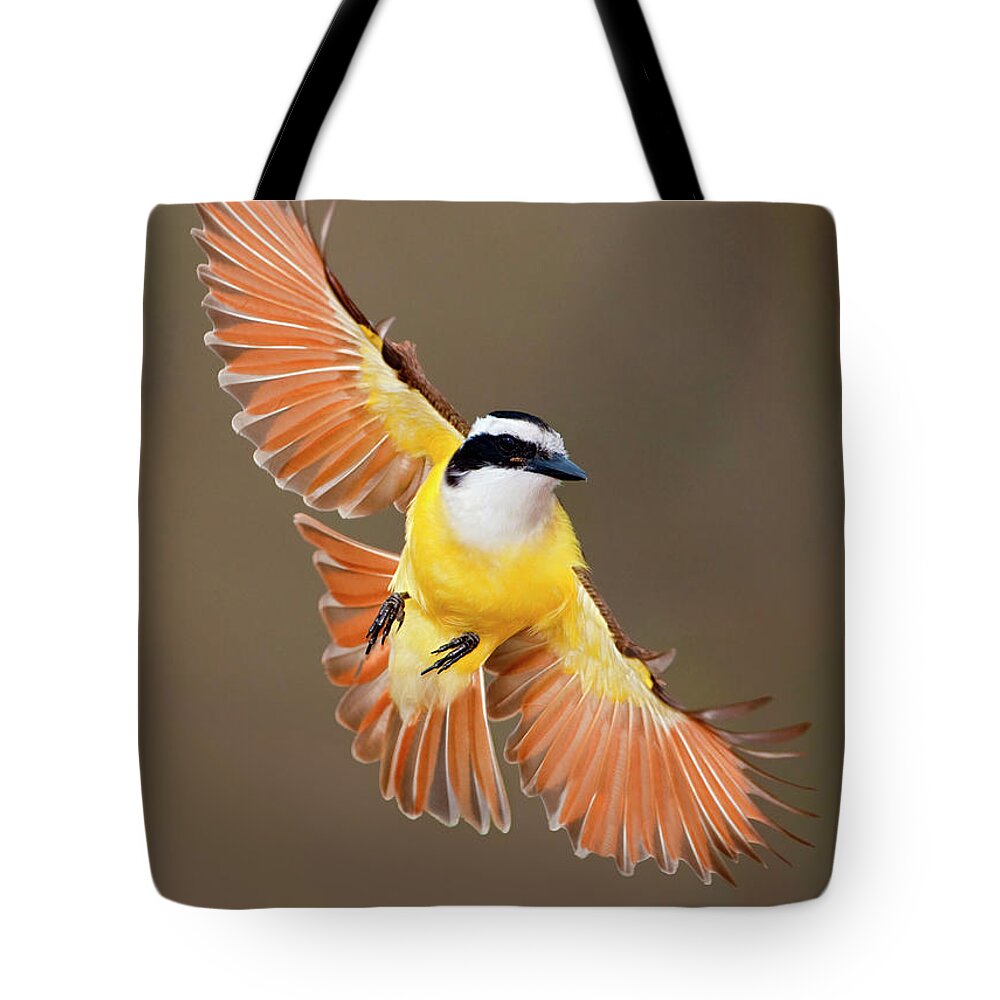 Bia Tote Bag featuring the photograph Great Kiskadee in Texas by Alan Murphy