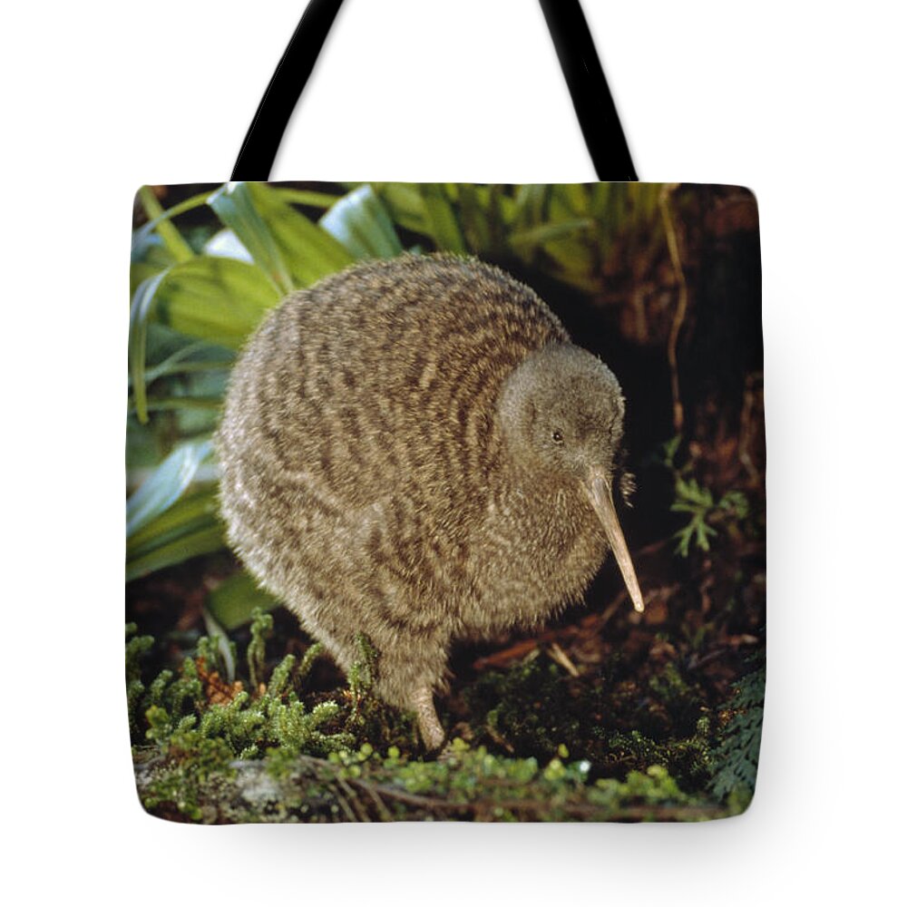 Mp Tote Bag featuring the photograph Great Spotted Kiwi Apteryx Haastii Male by Tui De Roy