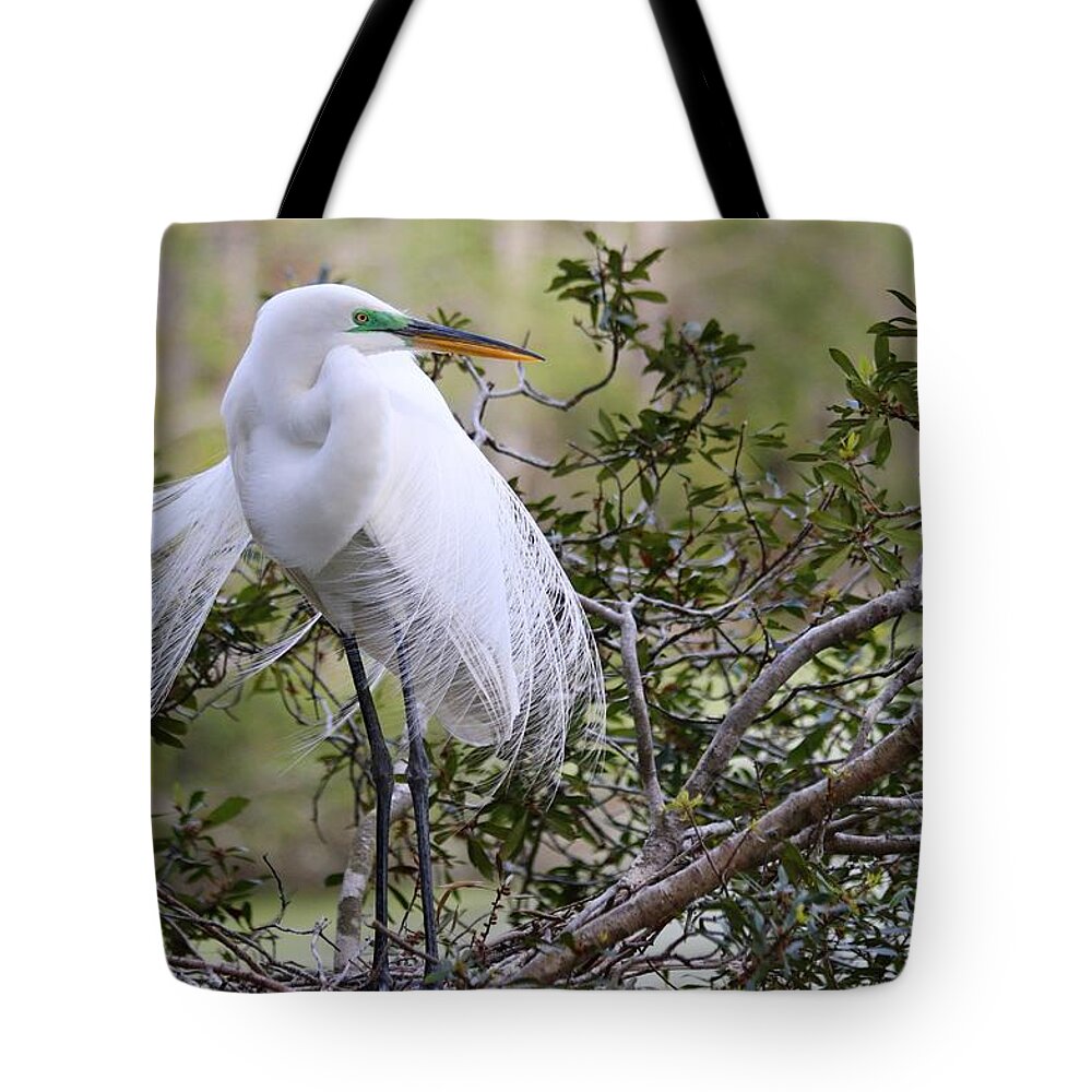 Carol R Montoya Tote Bag featuring the photograph Great White Egret by Carol Montoya