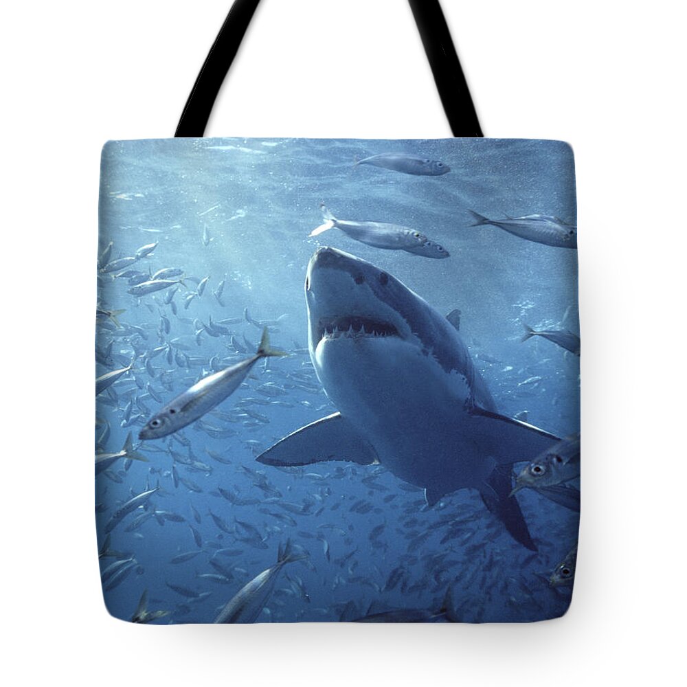 Mp Tote Bag featuring the photograph Great White Shark Carcharodon by Mike Parry