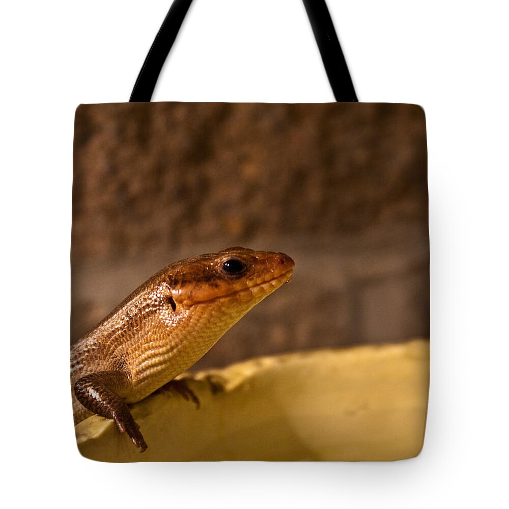 Plestiodon Tote Bag featuring the photograph Greater Brown Skink by Douglas Barnett