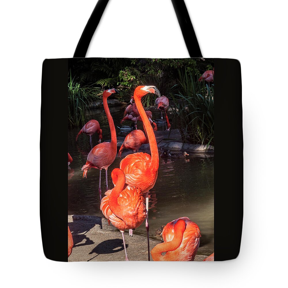 Greater Flamingo Tote Bag featuring the photograph Greater Flamingo by Daniel Hebard