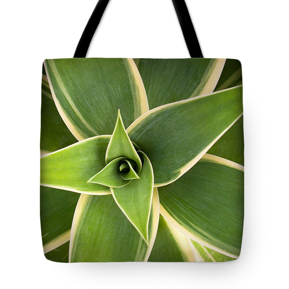 Aloe Tote Bag featuring the photograph Green Agave by Catherine Lau
