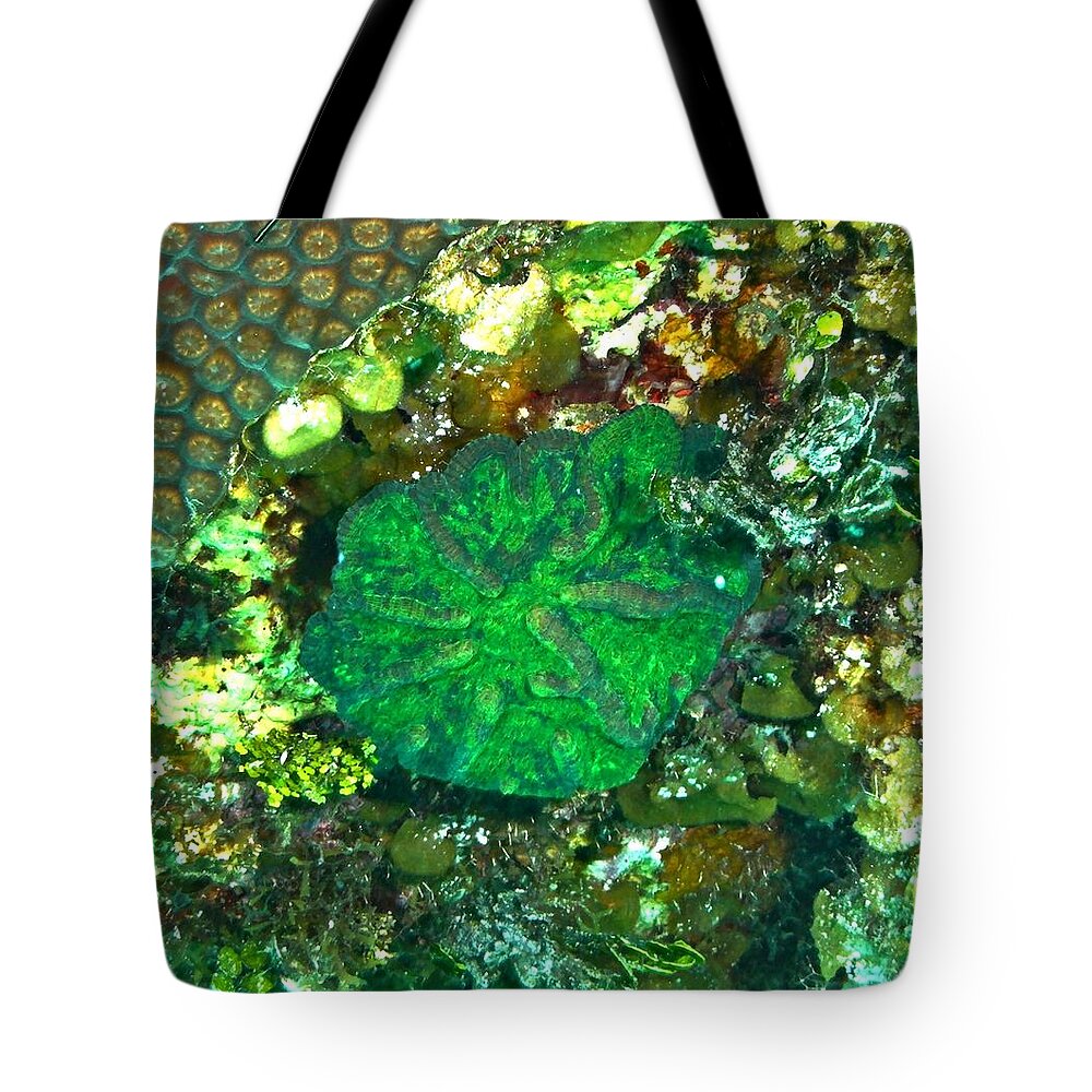 Artichoke Tote Bag featuring the photograph Green Artichoke Coral by Amy McDaniel