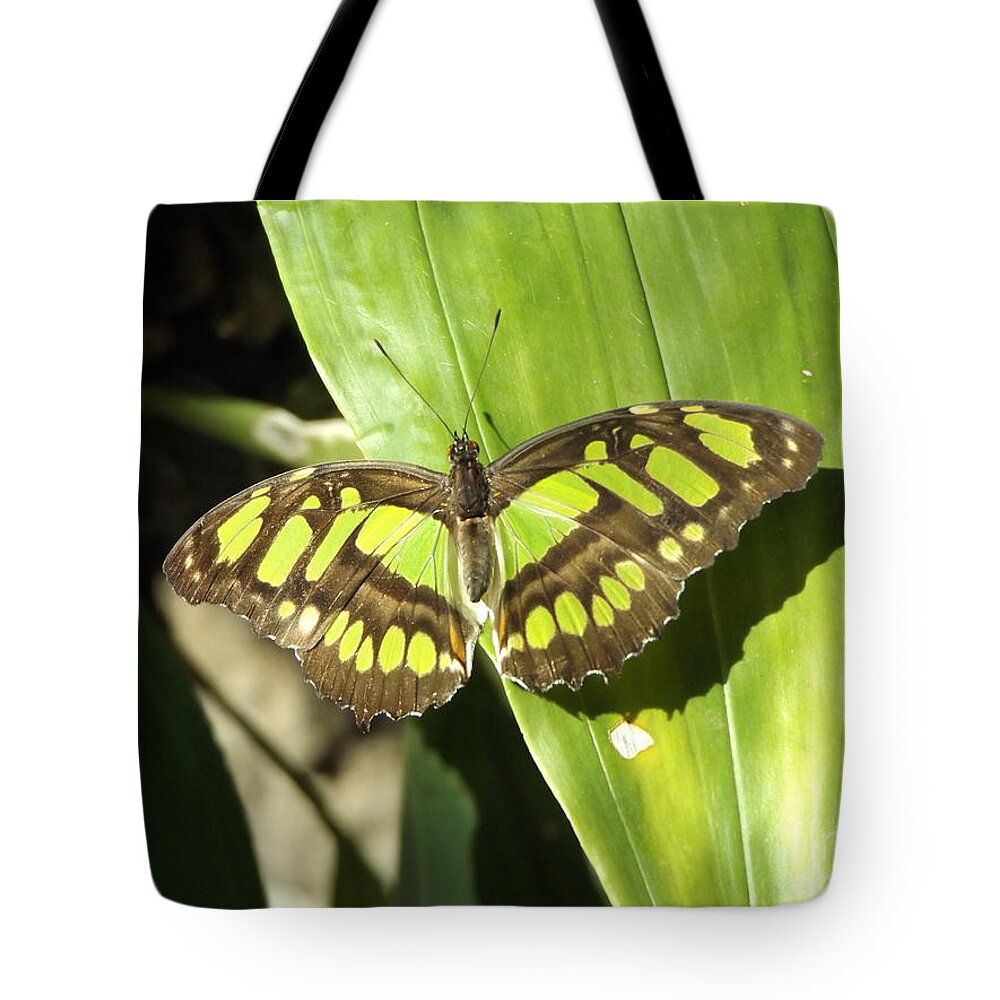 Green Tote Bag featuring the photograph Green Butterfly by Erick Schmidt