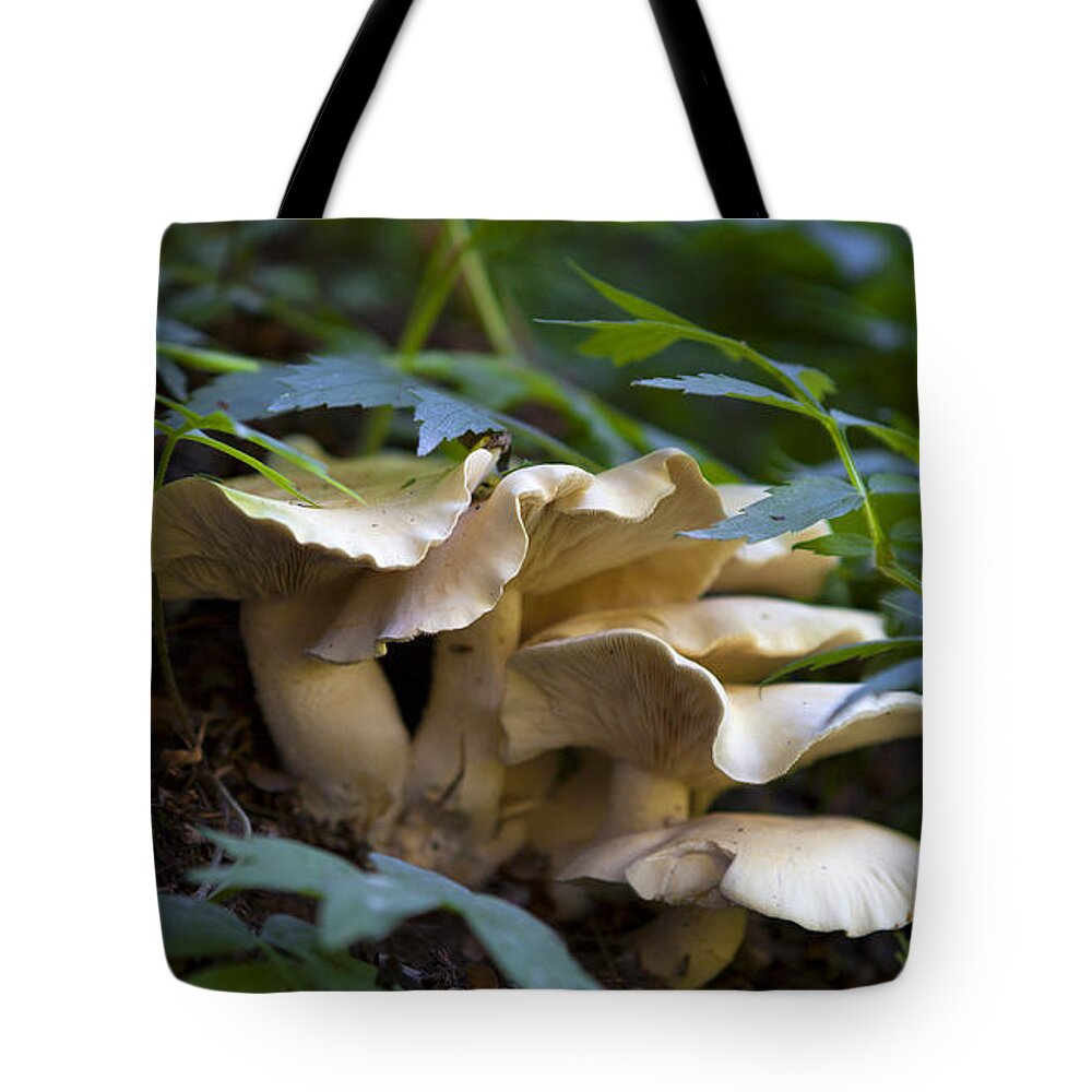 Summer Tote Bag featuring the photograph Green Forest Floor by Barbara Schultheis