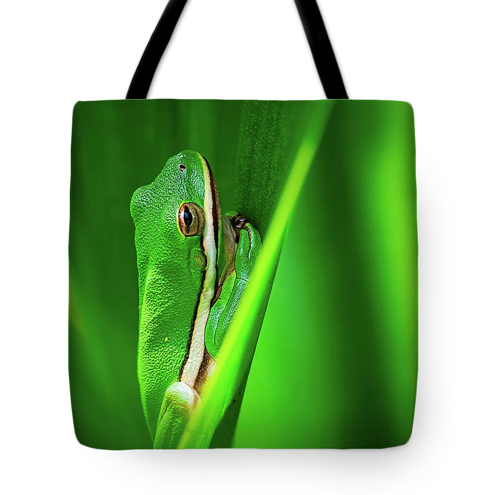 Frog Tote Bag featuring the photograph Green Frog in Vegetation by Brad Boland