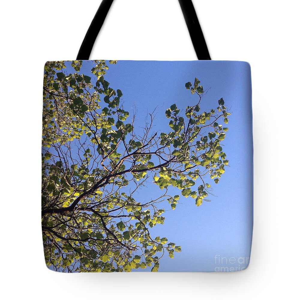 Tree Tote Bag featuring the photograph Green Glow by Nora Boghossian