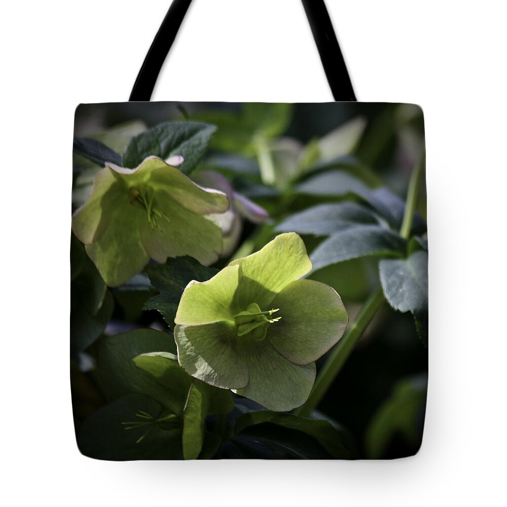 Hellebore Tote Bag featuring the photograph Green Hellebore Squared by Teresa Mucha