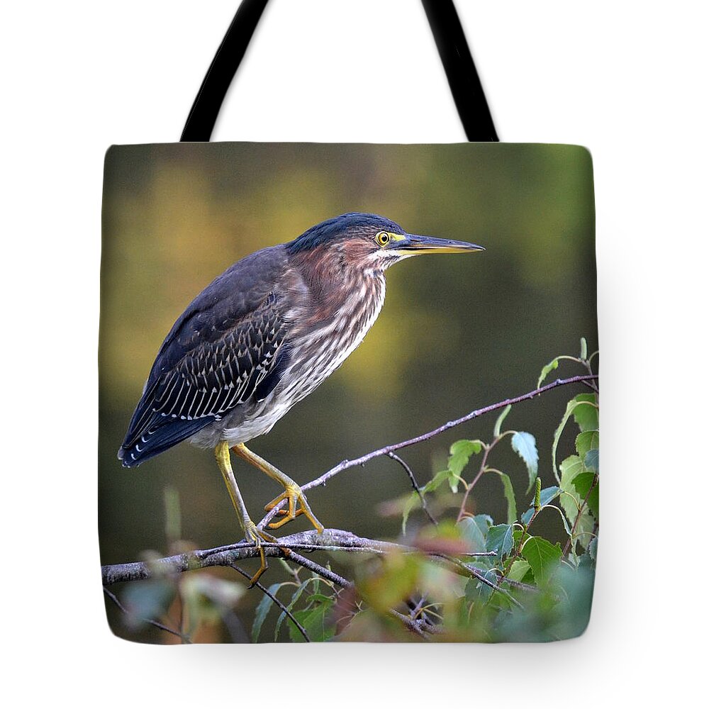 Green Heron Tote Bag featuring the photograph Green Heron by Colleen Phaedra