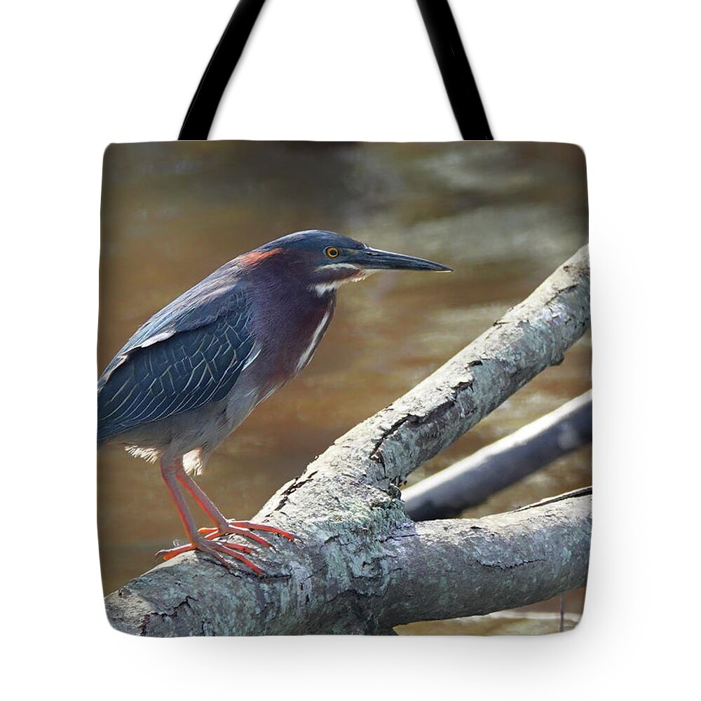 Green Heron Tote Bag featuring the photograph Green Heron by Jack Nevitt