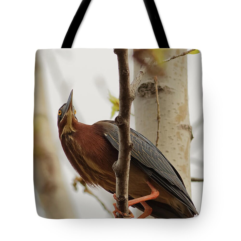 Green Heron Tote Bag featuring the photograph Green Heron on Wood Lake by Natural Focal Point Photography