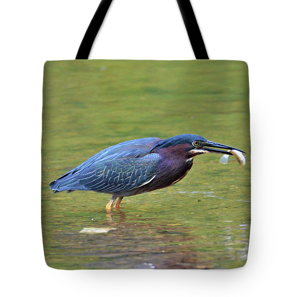 Green Heron Tote Bag featuring the photograph Green Heron with Fish by Kathy Kelly