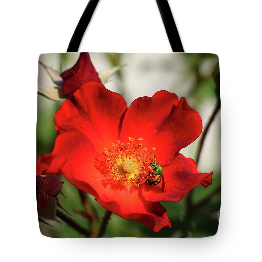 Red Rose Tote Bag featuring the photograph Green On Red by Christiane Schulze Art And Photography