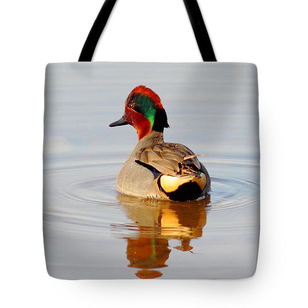 Animal Tote Bag featuring the photograph Green Wing Teal At Sunrise by Robert Frederick