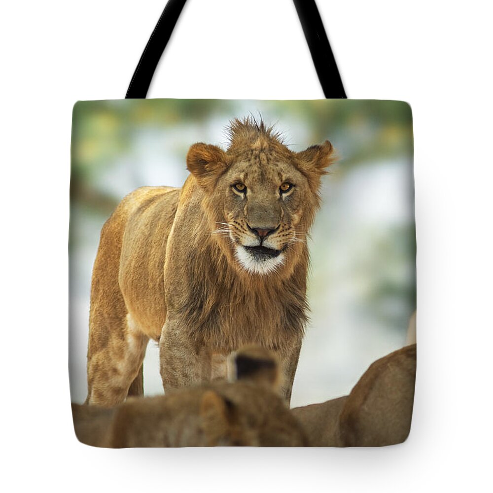 Lion Tote Bag featuring the photograph Greetings by Yuri Peress