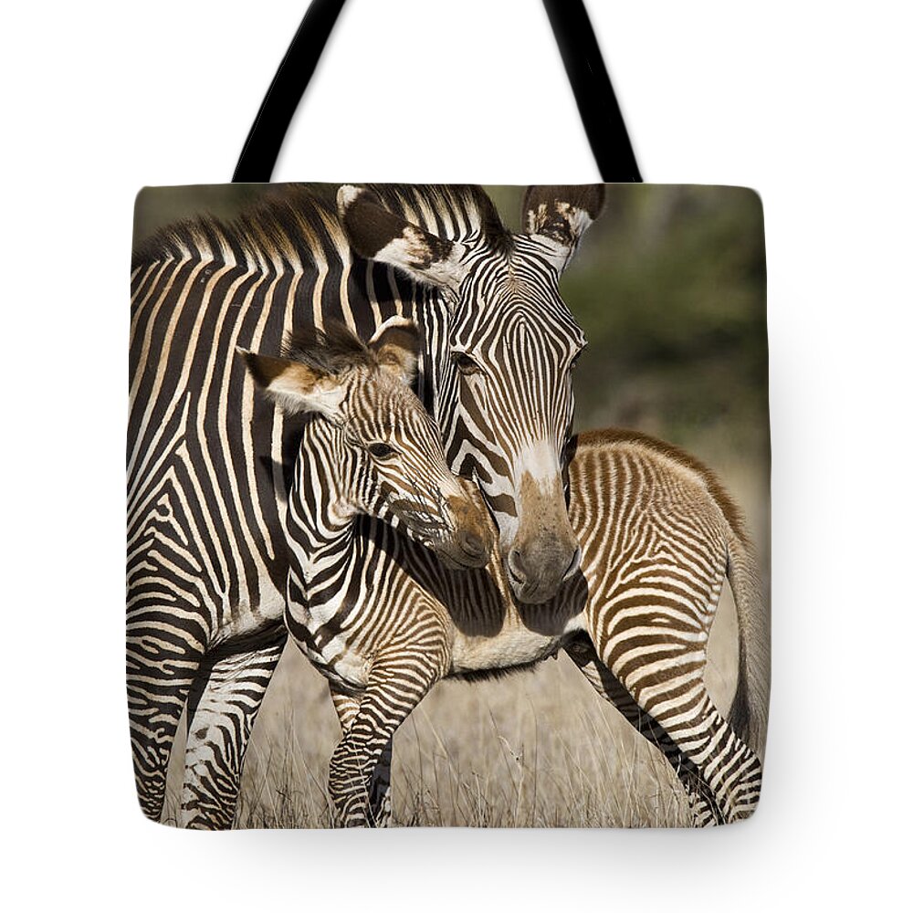 00438578 Tote Bag featuring the photograph Grevys Zebra And Young Foal Lewa by Suzi Eszterhas
