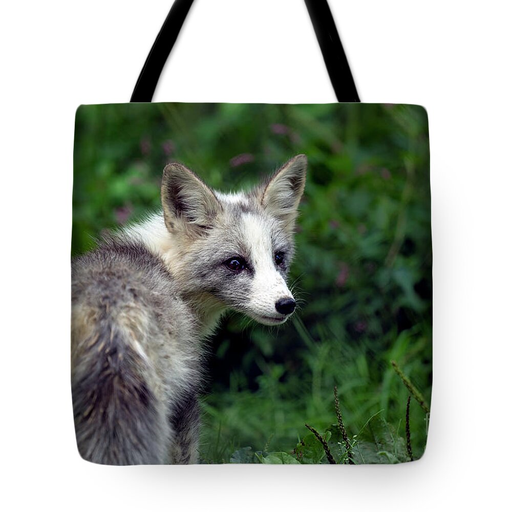 Fox Tote Bag featuring the photograph Grey and white fox cub by Sam Rino