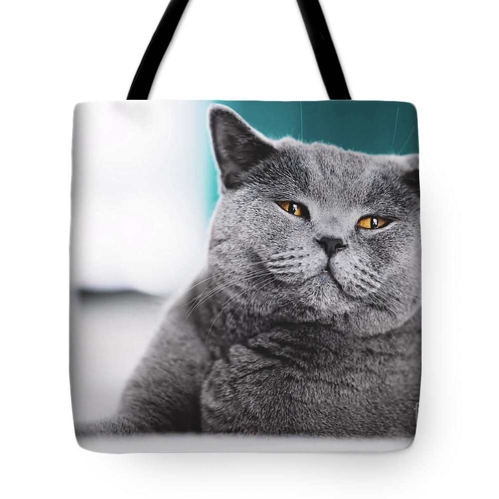 Pet Tote Bag featuring the photograph Grey cat laying on a bed. Funny face by Michal Bednarek