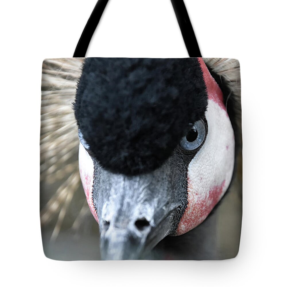 Crane Tote Bag featuring the photograph Grey Crowned Crane by Kuni Photography