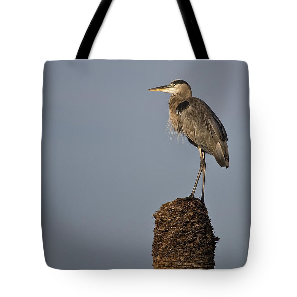Grey Heron Tote Bag featuring the photograph Grey Heron by Ken Barrett