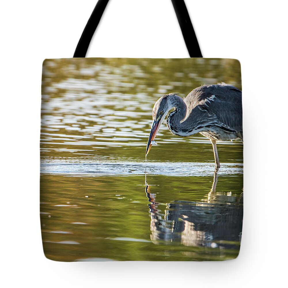 Grey Heron Tote Bag featuring the photograph Grey Herons Catch by Torbjorn Swenelius